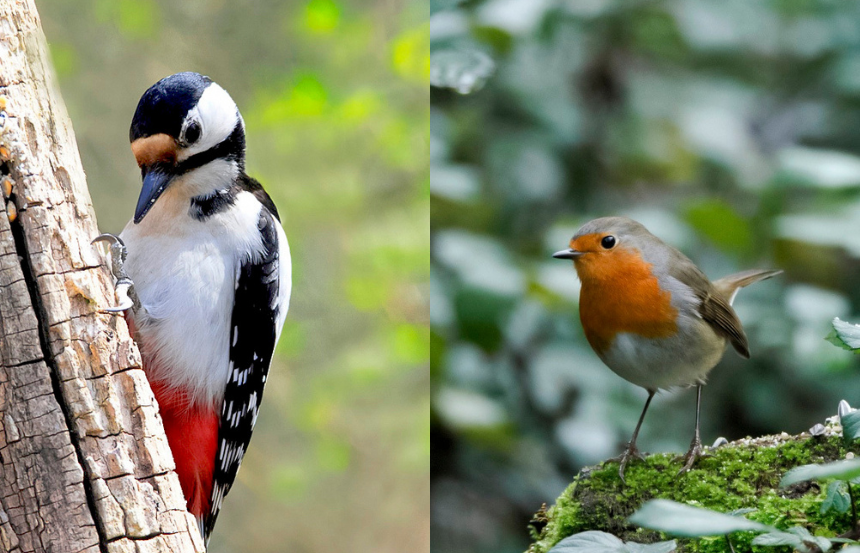 Binocolo alla mano, ad Arnovecchio è tempo di birdgardening